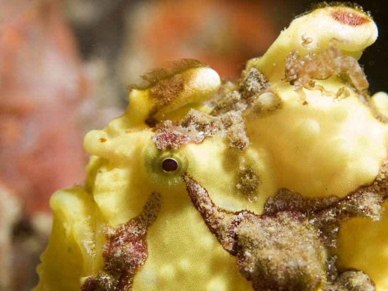 Mabul, Artificial Reef, Frogfish
